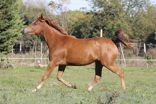 RO Lady Samantha
